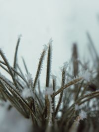 Close-up of frozen plant against sky