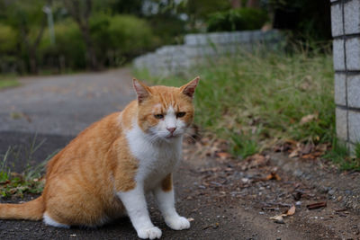 Portrait of cat sitting outdoors