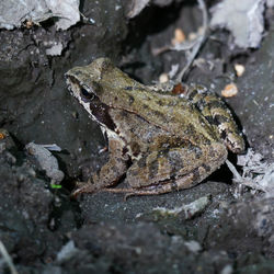 Close-up of frog on rock