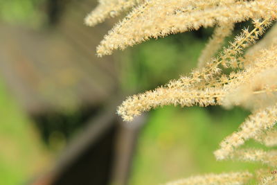 Close-up of frost on plant