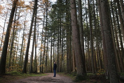 Man standing in the forest looking at tall trees