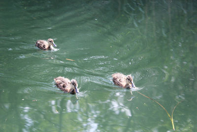 Dog in water