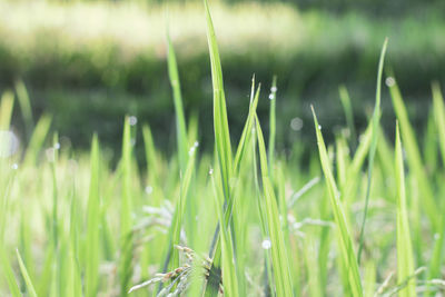 Close-up of wet grass on field