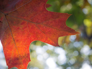 Close-up of maple leaves