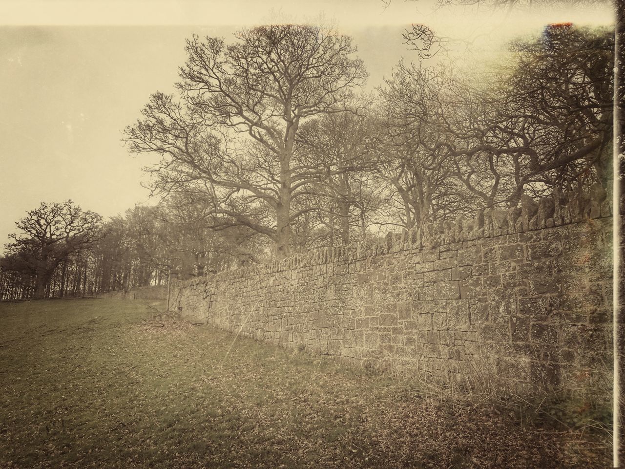 VIEW OF TREES AGAINST SKY