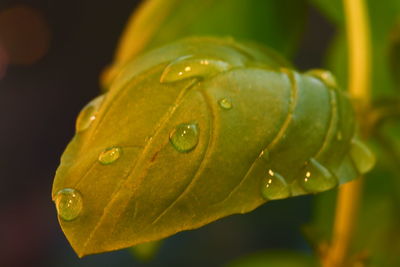 Close-up of raindrops on leaf