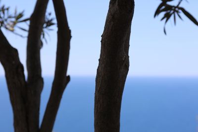 Low angle view of tree against clear blue sky