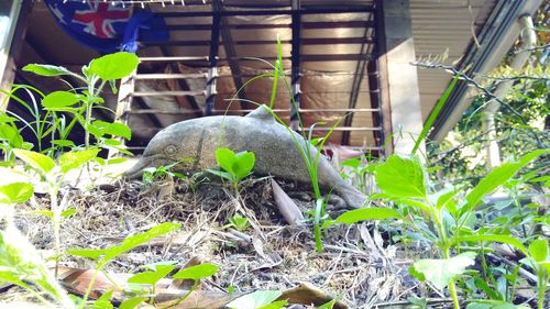 Close-up of lizard on plant in greenhouse