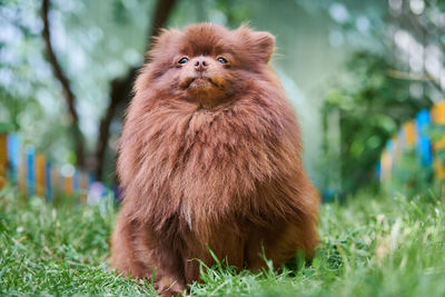 Portrait of monkey on field