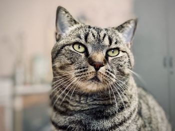 Close-up portrait of tabby cat