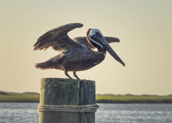 Bird perching on wooden post by lake against sky