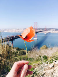 Close-up of hand holding flower against sky in front of a bridge 