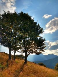Trees on field against sky