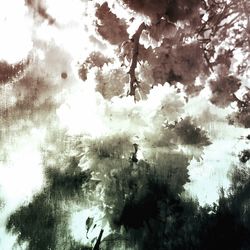 Reflection of trees in water