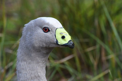 Close-up of a bird