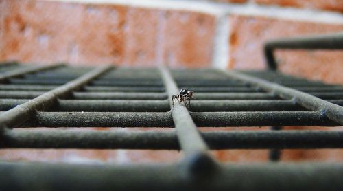 Close-up of spider on metal grate
