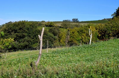 Trees on field against sky