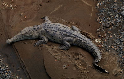 Crocodile in río tárcoles, costa rica