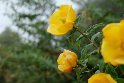 Close-up of yellow flower