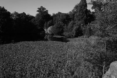 View of trees on field against sky