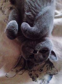 Close-up portrait of cat