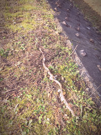 High angle view of trees growing on field