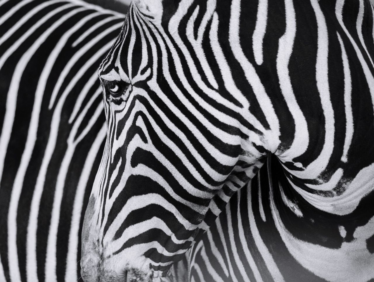 CLOSE-UP OF ZEBRAS