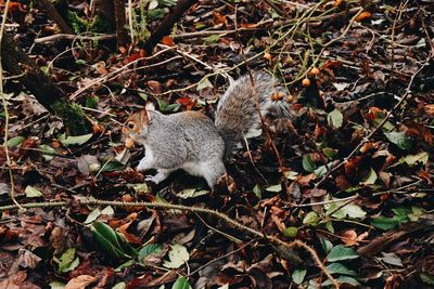 High angle view of squirrel