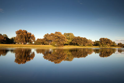 Reflection of trees in lake against clear blue sky