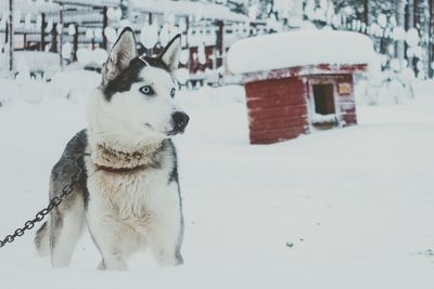 Husky on a snowy field
