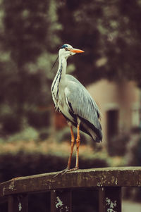 High angle view of gray heron perching outdoors