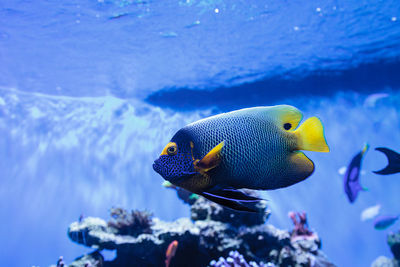 Blueface angelfish swimming in aquarium