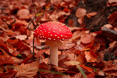 Close-up of fly agaric mushroom on field at fall