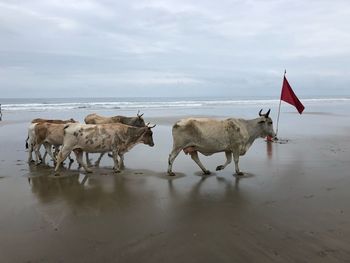 Horses on the beach