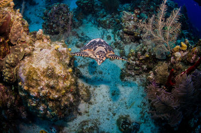 Hawksbill turtle swimming through coral towards camera