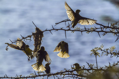 Low angle view of bird flying against sky