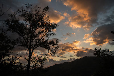 Low angle view of silhouette tree against sky during sunset