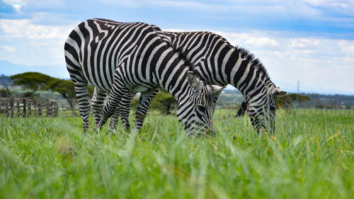 Zebras grazing on field against sky