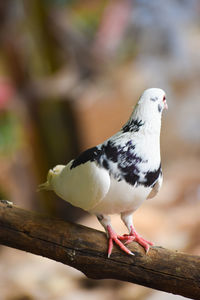 Close-up of bird perching on wood