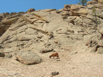 Sheep on rock against clear sky