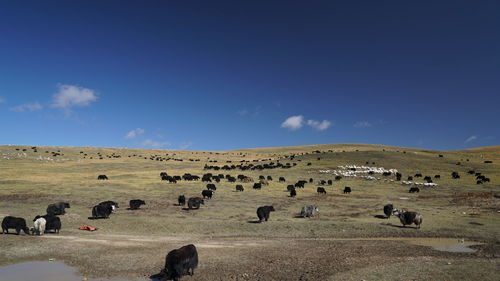 Flock of sheep on landscape against blue sky
