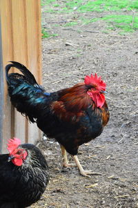 Close-up of rooster