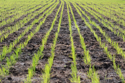 Scenic view of agricultural field