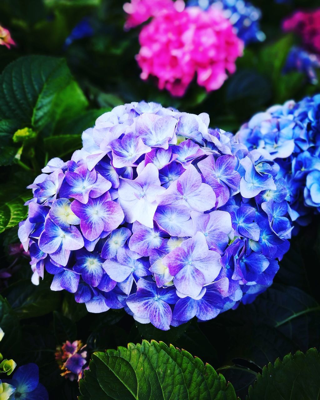 CLOSE-UP OF PURPLE HYDRANGEA