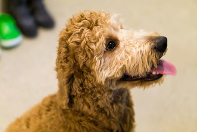 Close-up of a dog