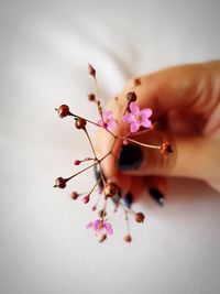 Close-up of hand holding flowering plant