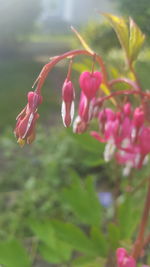 Close-up of pink flower