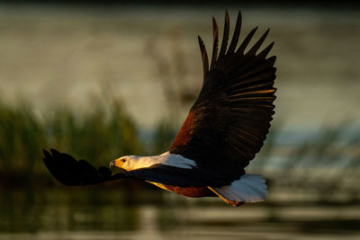 African fish eagle crosses river at dusk