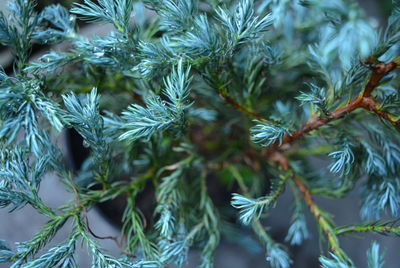 Close-up of pine tree branch