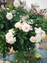 Close-up of white flowering plant